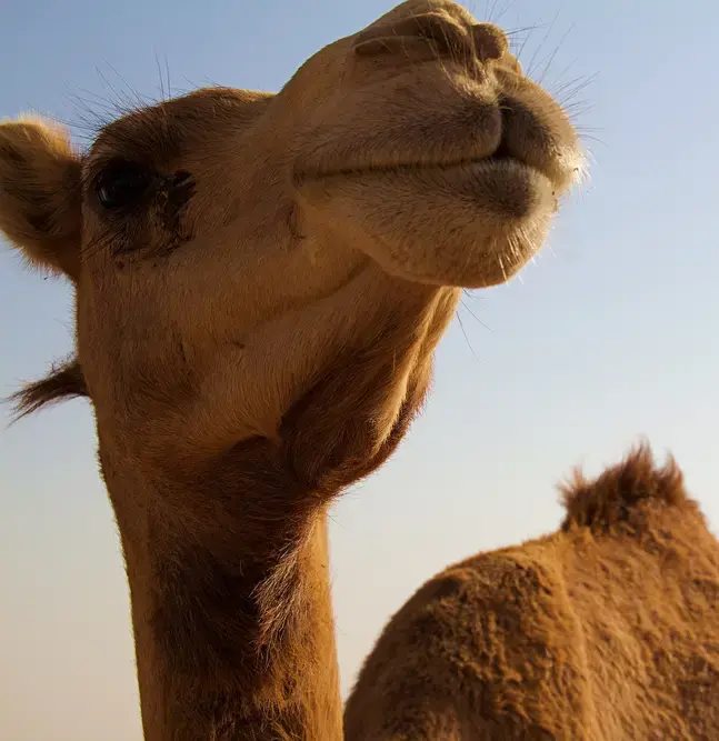 Kamel in der Wüste von Abu Dhabi, Vereinigte Arabische Emirate